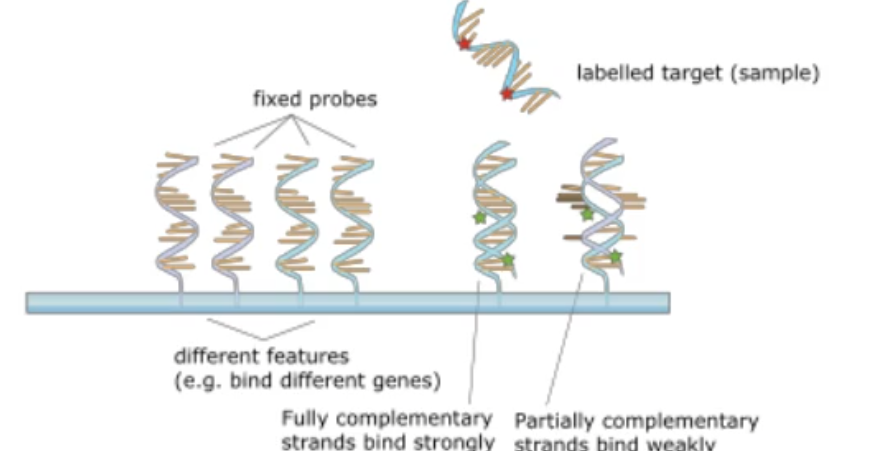 <p>having fixed DNA probes(from either the 16S or whole genome DNA) and attaching them to a slide and taking the sample and label it. If it binds to the fixes probes and lights up it is complementary </p>