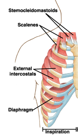 <ul><li><p>Sternocleidomastoids</p></li><li><p>Scalenes</p></li><li><p>External intercostals</p></li></ul><p><span>Contraction of these muscles results in an increase in the lateral and anterior-posterior dimension of the thoracic cage -> greater decrease in P<sub>A</sub></span></p>