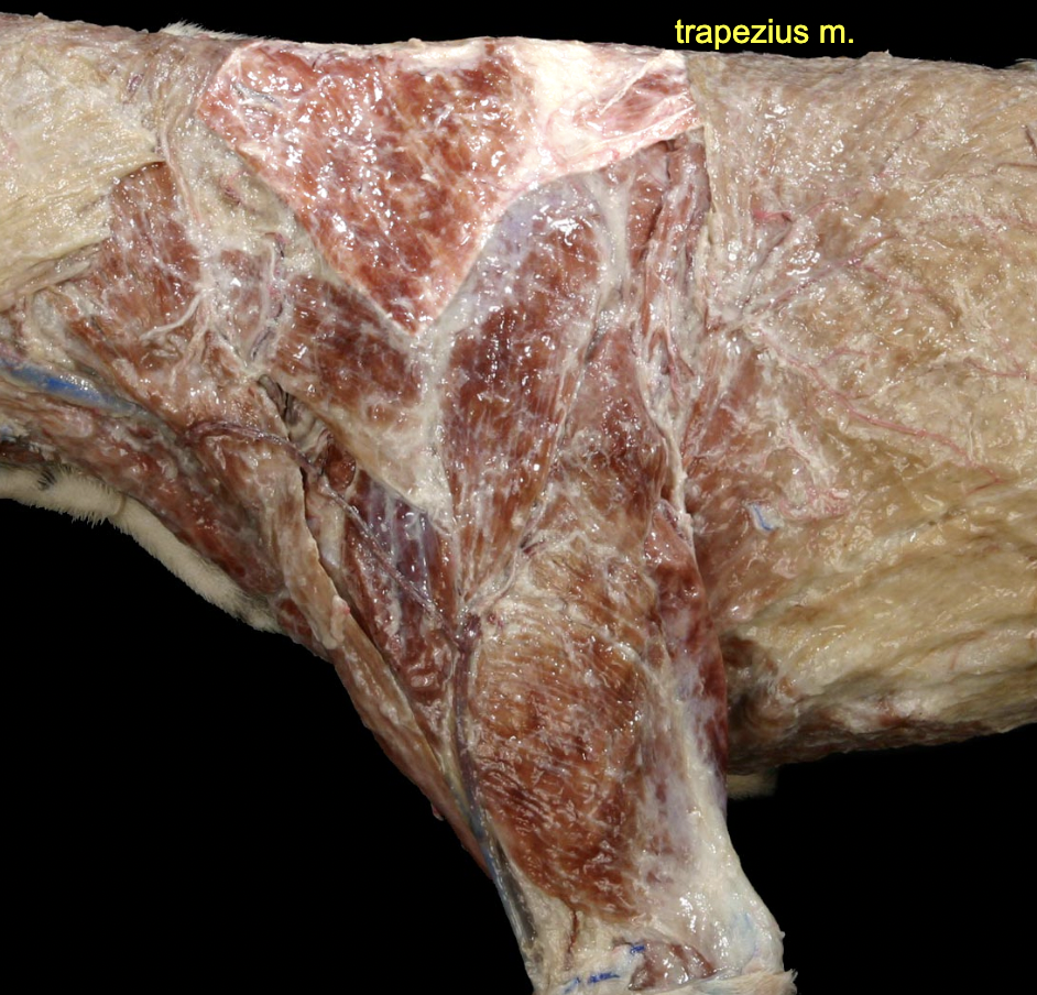 <p>Trapezius m.</p>