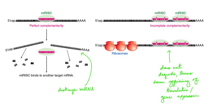 <p>miRNA</p><p>- Small RNA molecules (21-24 nucleotides) that prevent translation of mRNA</p><p>- Trans-acting</p><p>- Complementary base-pairing to sequences in UTRs</p><p></p><p>If miRNA binds to target mRNA with perfect complementarity, the mRNA is destroyed. If miRNA binds with incomplete complementarity, it turns down the efficiency of translation and gene expression.</p>