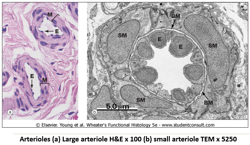 <ul><li><p><strong>Smallest arteries</strong> before capillaries, with a continuous <strong>smooth muscle layer</strong>.</p></li><li><p><strong>Most important for blood flow and pressure control</strong>.</p></li></ul><p></p>