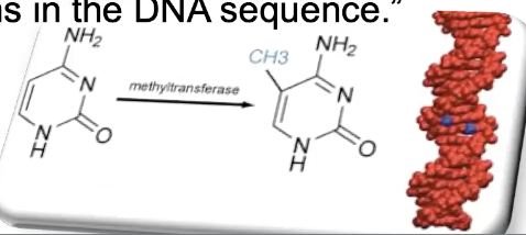<p>shutting genes off - nurture can reverse</p><p>it is the tagging of specific points in the DNA molecule with a methyl group - this process usually silences genes</p><p></p><p>stem cell differentiates into its final form - shuts off genes suitable only for other cell types</p><p></p><p>inherited daughter cells (differentiation) with the silenced gene </p><ul><li><p>effects are also reversible</p></li><li><p>helps creatures change when their surroundings change</p></li></ul><p></p><p>changes in a chromosome without alterations in the DNA sequence</p><p></p><p>on a chemical level, it is the addition of the methyl group at the 5 position of the pyrimidine ring of cytosine, creating 5-methylcytosine (5-mC)</p>