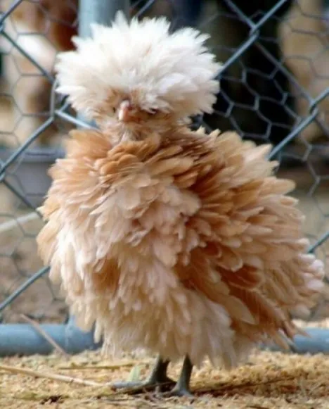 <p><strong>to upset or annoy someone:</strong></p><p><span><em><span>She knows how to _ his _.</span></em></span></p>