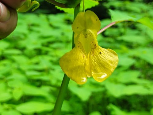 <p>yellow corolla</p>