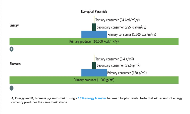 <p>the amount of energy or the amount of biomass contained within each trophic level.</p>