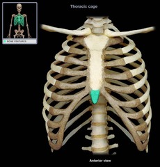 <p>lower, narrow portion of the sternum</p>