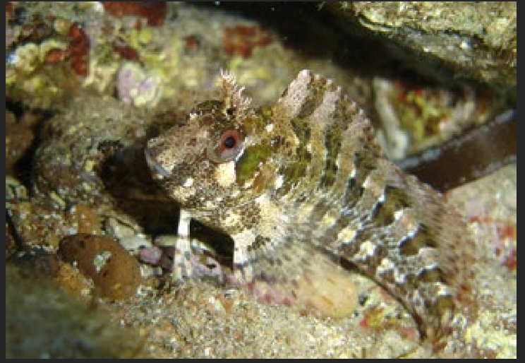 <p>What is the name of this species? In which intertidal zone does it live? Describe its habitat.</p>