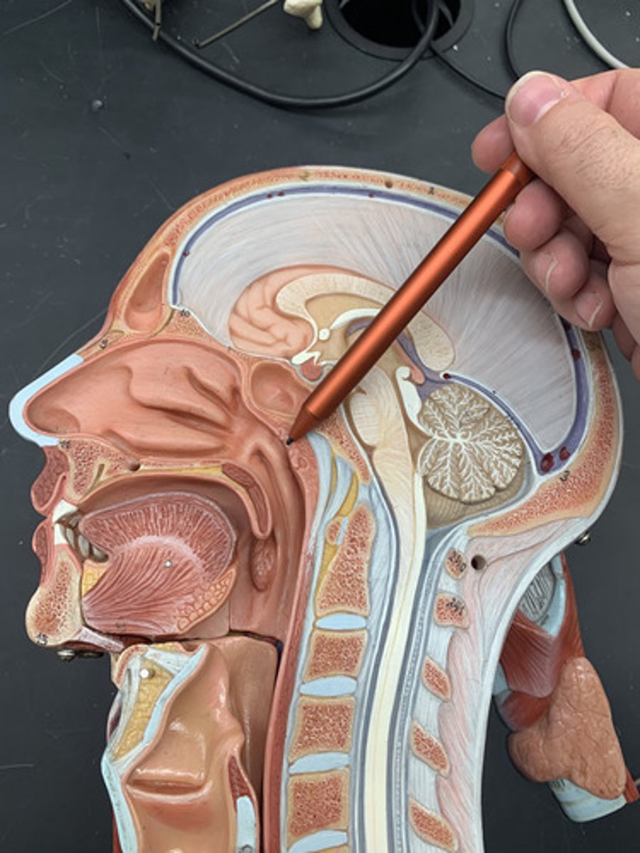 <p>also called adenoids; located in posterior wall of nasopharynx</p>