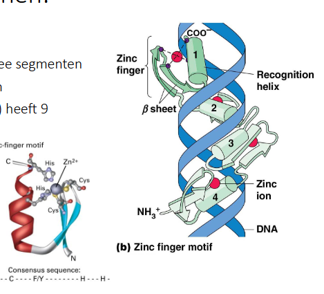 <p>alfa helix en bèta plaat bestaande uit 2 segmenten</p><p>Cys of His positioneren een Zn ion</p><p>bv steroidhormoonreceptor</p><p>bv TFIIIA (TF voor 5s rRNA gen) heeft 9 zinkvingers</p>