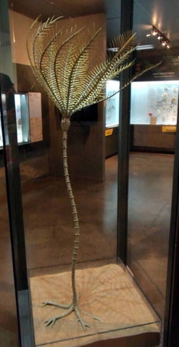 <p>A: Their calcified endoskeleton preserves well, making them abundant in Paleozoic and Mesozoic fossils.</p>