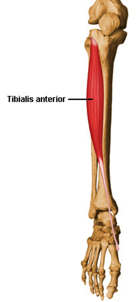 <p>-Origin Upper 1/2 &amp; Lateral Condyle of Tibia</p><p>-Insertion medial cuneiform and first metatarsal bones of the foot</p><p>-Nerve: Deep Fibular (peroneal) nerve (L5)</p><p>-Actions Dorsiflexion and Inversion of the foot</p><p>-Antagonist Fibularis longus, Gastrocnemius, Soleus, Plantaris, Tibialis posterior</p>
