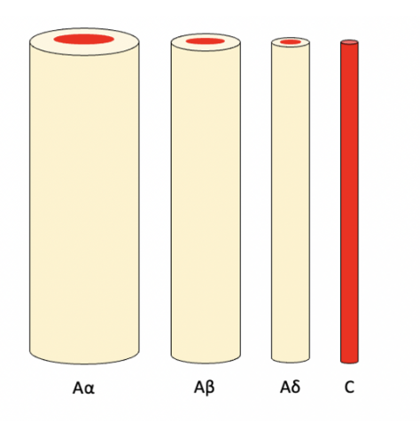 * different fibres carry different info and follow different pathway s
* afferent nerves tend to travel along the 2 smaller ones - A delta (for pain) and C (for affective touch)
* Small diameter A-delta and C afferent nerves, including Nociceptors (pain), thermoreceptors (temperature), osmoreceptors (thirst), baroreceptors (heart rate).
* C afferents are unmyelinated - slower 