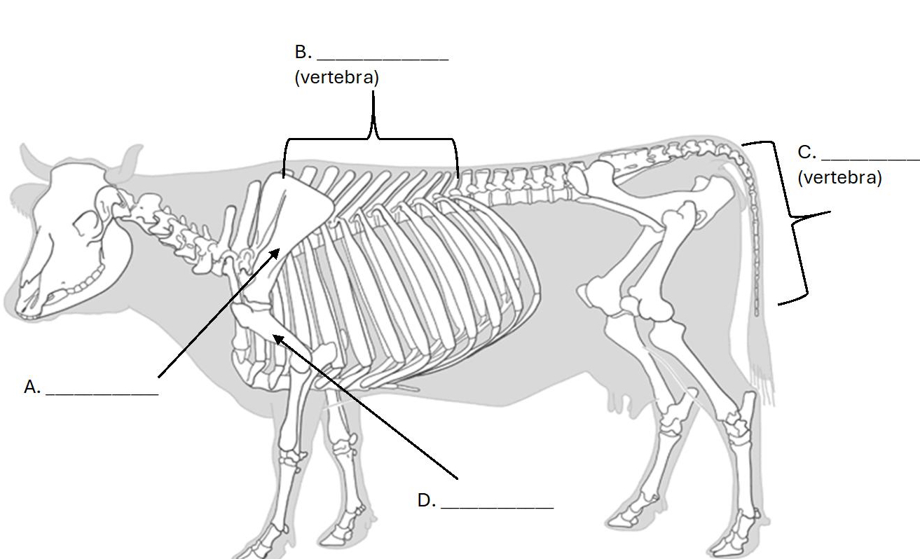 <p>What bone is B.?</p>