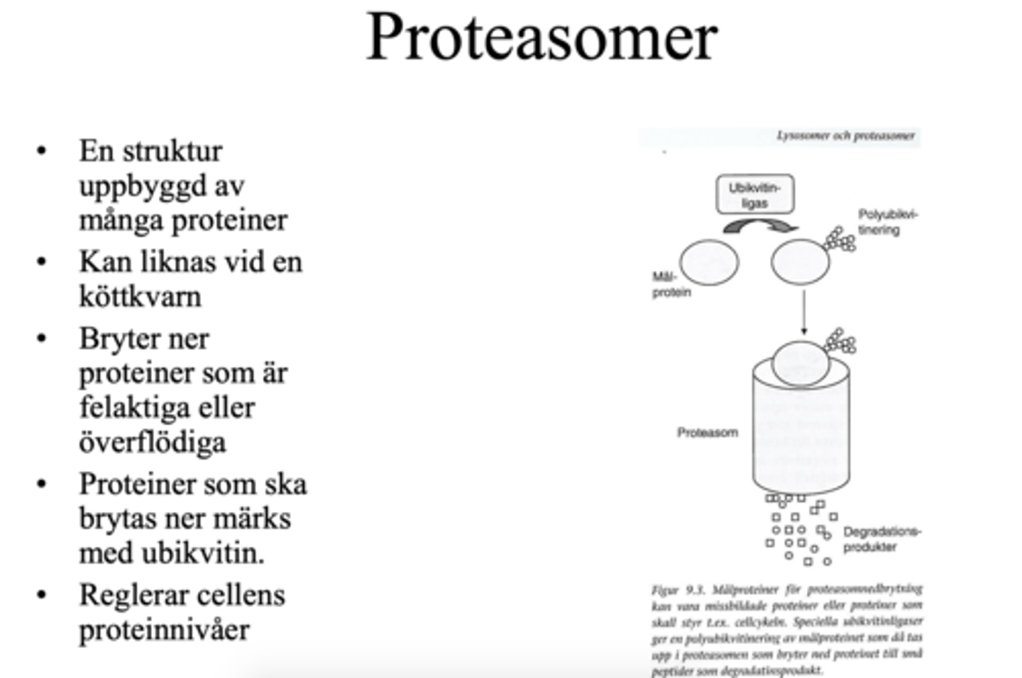 <p>Ett proteinkomplex som bryter ner felaktiga/överflödiga proteiner och reglerar cellens proteinnivåer.</p>