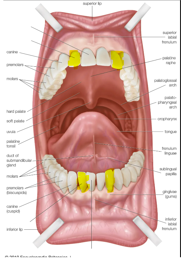 knowt flashcard image