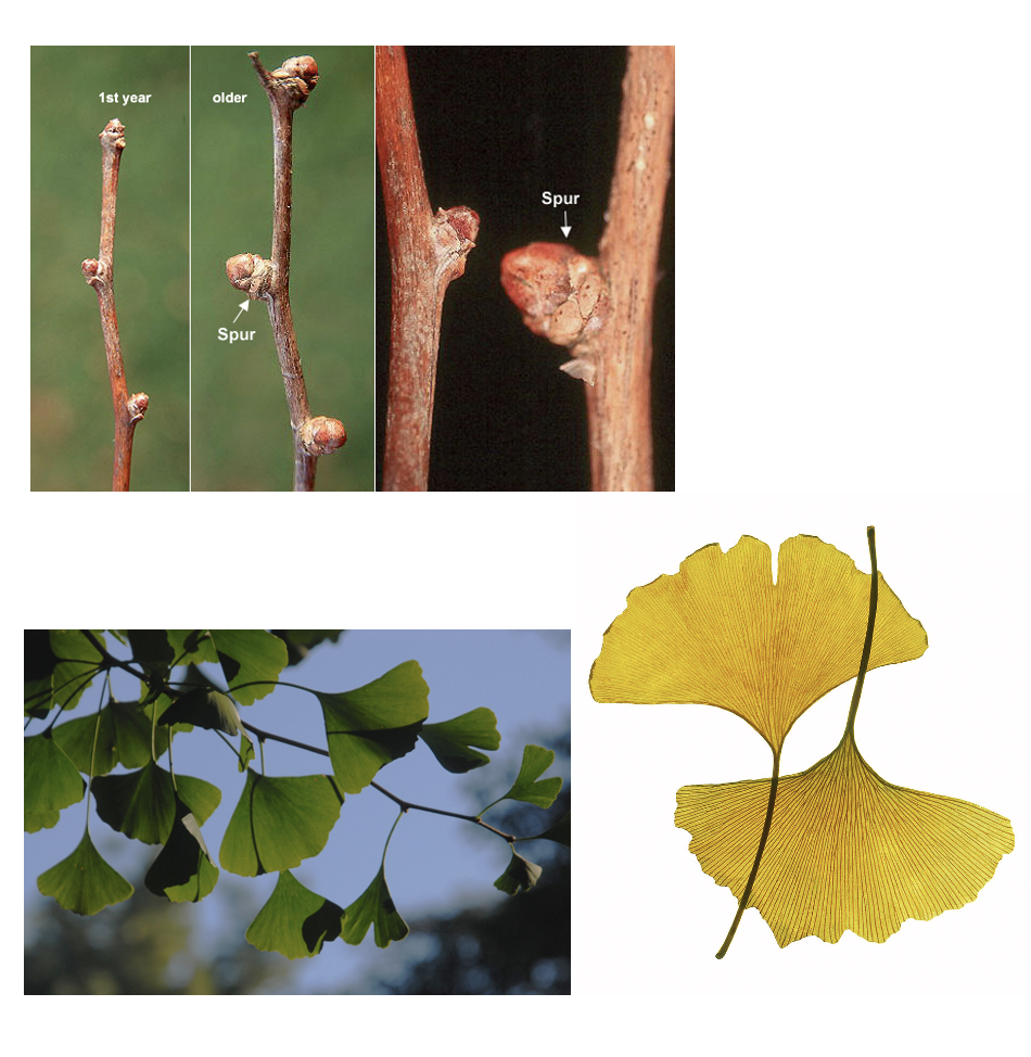 <p>ginkgo</p>