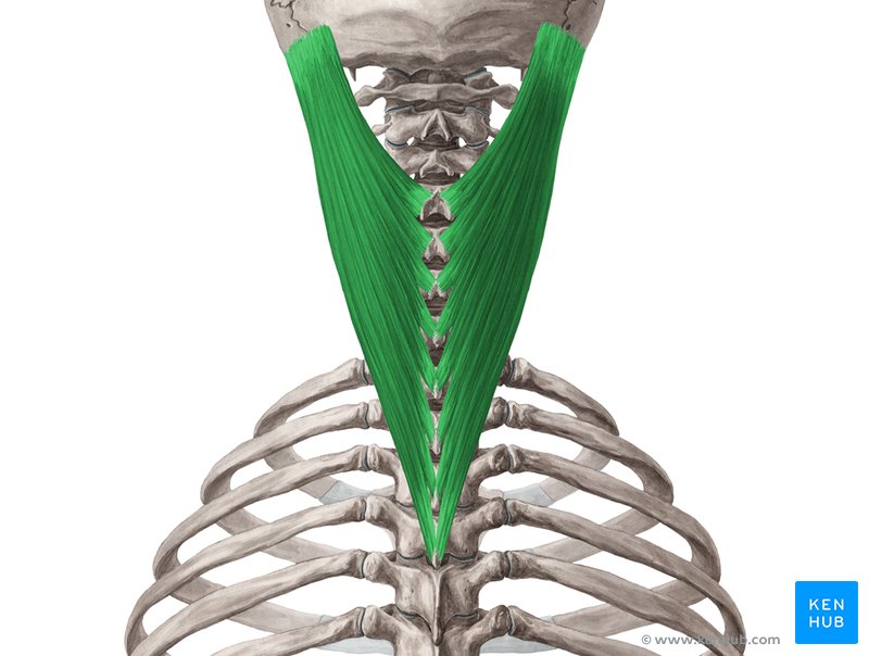 <p>Lifts and rotates the head, located in the back of the neck.</p>