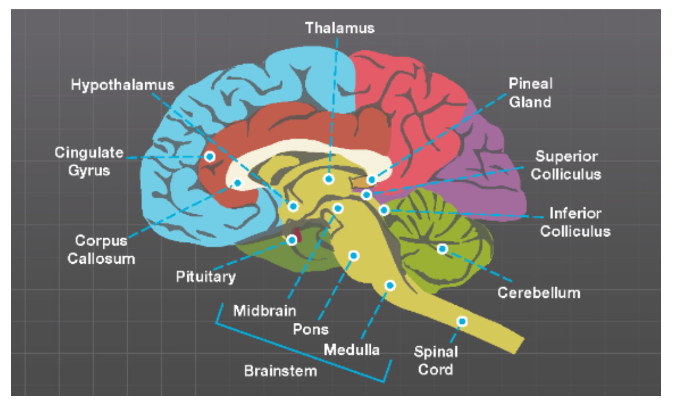 <p>Distinguish between the responsibilities of the brainstem vs the forebrain and recognize structures within both. </p>
