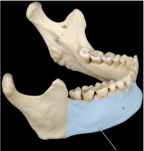 A horseshoe- like center part of the mandible