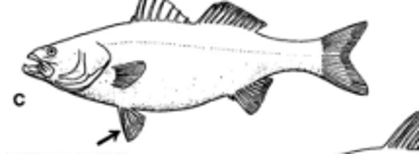 <p>more derived state; attach ventral to the pectoral fin, with the basipterygium attached to pectoral girdle</p>