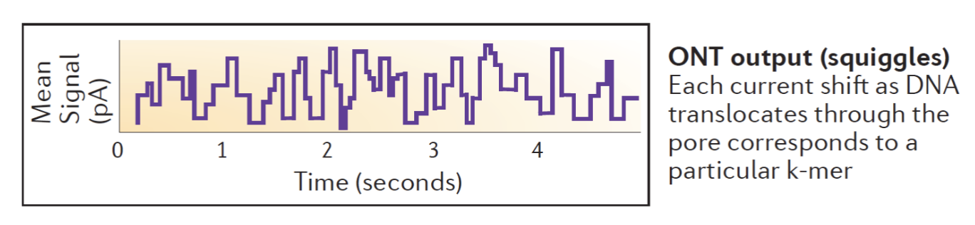 <ul><li><p>Each nucleotide base is a different size and has different electrical properties.</p></li><li><p>The wells of the machine measure the electrical current changes that occur when single-stranded DNA pass through tiny nanopores on the surface.</p></li><li><p>Each base has its own electrical signature that the machine measures and records.</p></li><li><p>Picture: output.</p></li></ul><p></p>