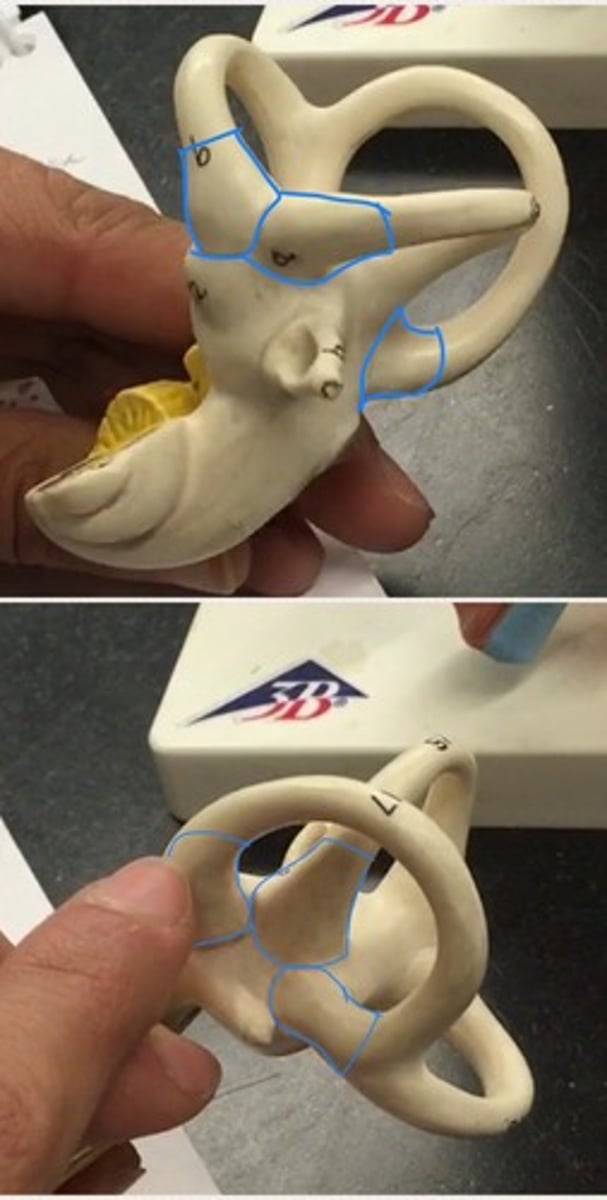 <p>a sac-like enlargement of a canal or duct</p>