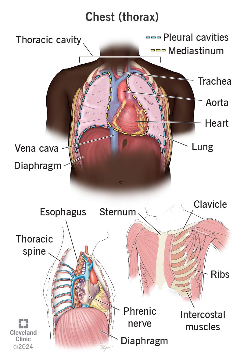 <p>Chest</p><p></p><p>My chest hurts. </p>