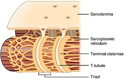 T-Tubules