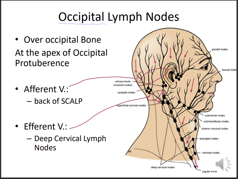 <p>over the occipital bone - apex of the occipital protuberance</p><p>afferent vessels - back of the scalp (take in lymph)</p><p>efferent vessels - release lymph into the deep cervical lymph nodes </p>