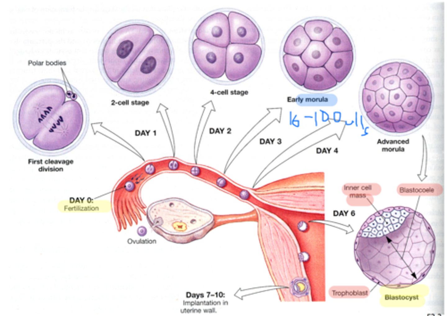 <p>The first week of human development begins with fertilization of the egg by sperm forming the first cell, the zygote. Cell division leads to a ball of cells, the morula. Further cell division and the formation of a cavity in the ball of cells forms the blastocyst.</p><p>Trophoblast-a layer of tissue on the outside of a mammalian blastula, supplying the embryo with nourishment and later forming the major part of the placenta.</p><p>Inner Cell mass- is the mass of cells inside the primordial embryo that will eventually give rise to the definitive structures of the fetus.</p><p>Implantation- a process in which a developing embryo, moving as a blastocyst through a uterus, makes contact with the uterine wall and remains attached to it until birth</p><p>Bilaminar disc- In week 2 of implantation, the trophoblast penetrates deeper into the endometrium, and the blastocyst changes morphologically. The inner cell mass produces a bilaminar embryonic disk composed of epiblast (future embryonic ectoderm and mesoderm) and embryonic endoderm.</p><p>Epiblast- The epiblast is derived from the inner cell mass and lies above the hypoblast. The epiblast gives rise to the three primary germ layers (ectoderm, definitive endoderm, and mesoderm)</p><p>Hypoblast- The hypoblast is a tissue type that forms from the inner cell mass. It lies beneath the epiblast and consists of small cuboidal cells. Extraembryonic endoderm is derived from hypoblast cells.</p>