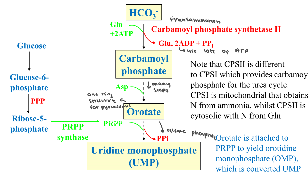 Note that uTP is converted to CTP via CTP synthase w a transamination reaction (Gln) and ATP 