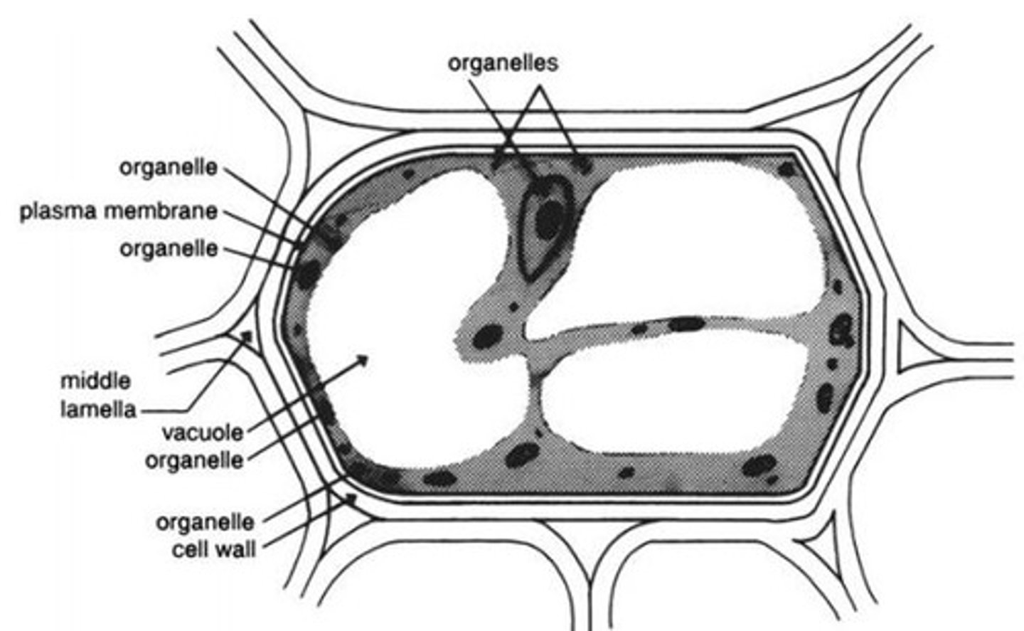 <p>Cell wall, which is a source of fiber.</p>