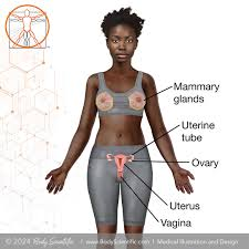 <p>mammary glands, ovaries, uterus</p>