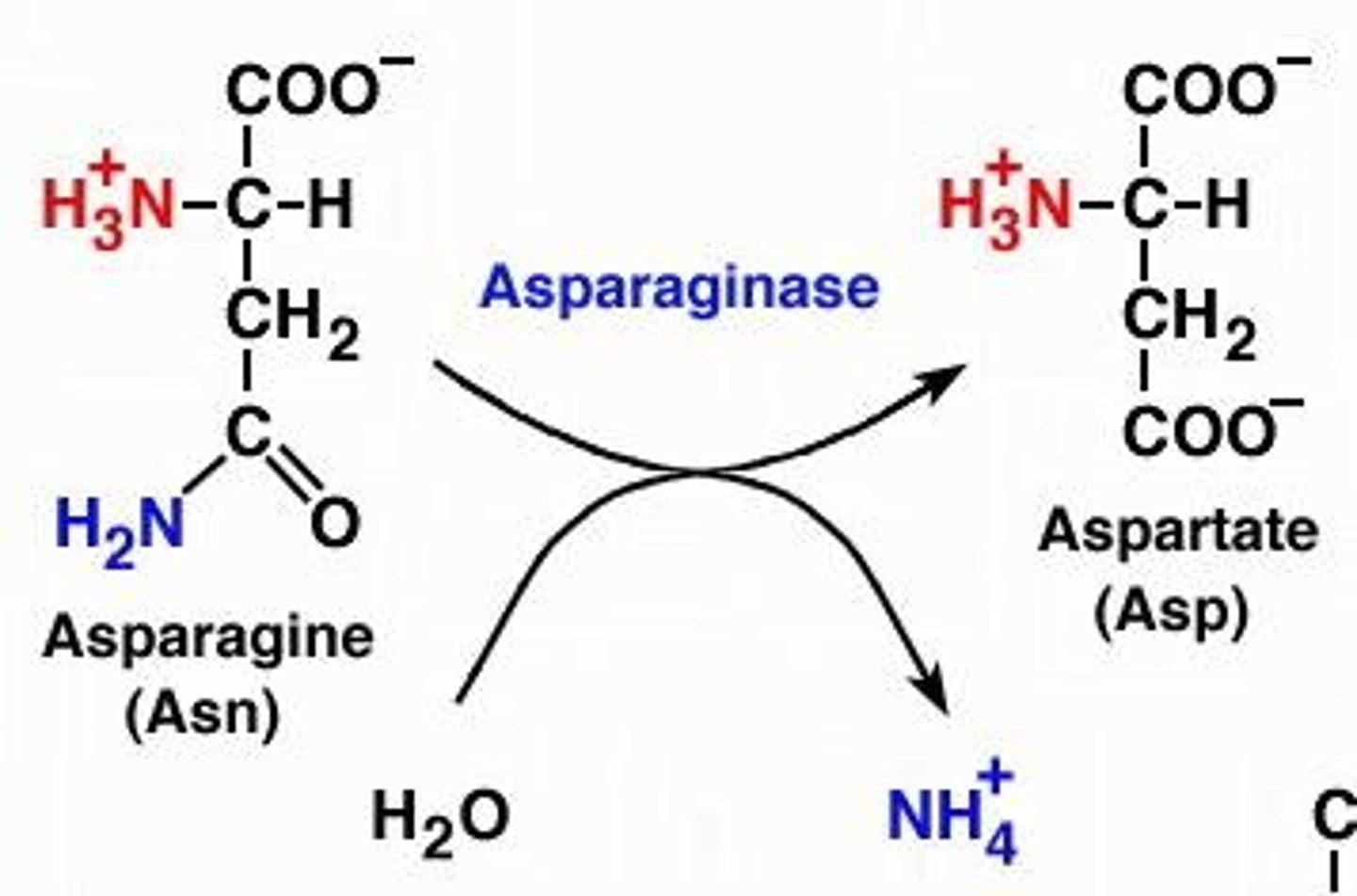 <p>Deamidation reactions involve the removal of an amine group from amino acids, often leading to the production of ammonia.</p>