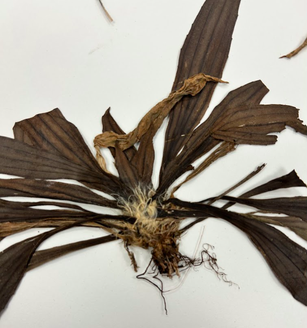 <p>Plantaginaceae</p><p><em>Plantago</em></p>