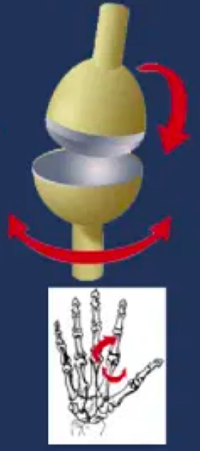 <p>allows for movement along two planes or axes</p><p>e.g. metacarpophalangeal joint</p>