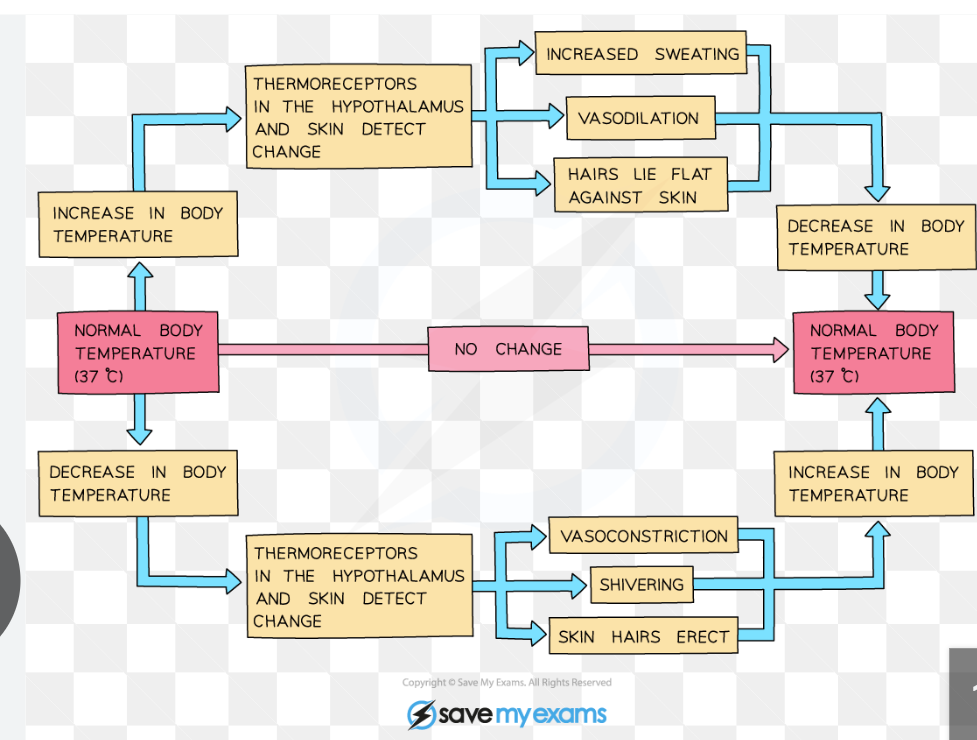 <ol><li><p>Receives info about temp from thermoreceptors </p></li><li><p>Thermoreceptors send impulses along sensory neurones to hypothalamus, sending impulses along motor neurones to effectors</p><ol><li><p>E.g. skeletal muscles, sweat glands, erector pili muscles, smooth muscles of shunt vessels</p></li></ol></li></ol><p></p>