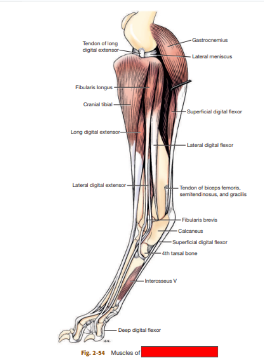 <p>Which pelvic limb is this?&nbsp;</p>