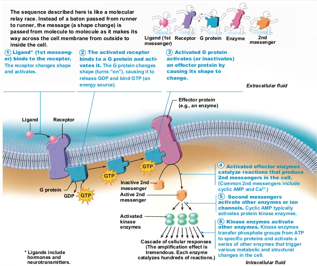 <ul><li><p>Catalytic receptor proteins become activated enzymes</p></li><li><p>Chemically gated channel-linked receptors open and close ion gates → changes in excitability</p></li><li><p>G protein–linked receptors activate G protein, affecting an ion channel or enzyme, or causing release of internal second messenger, such as cyclic AMP</p></li></ul><p></p>