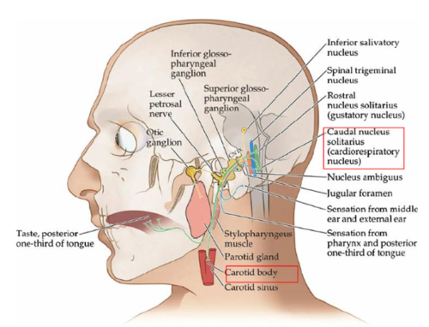 <p>- Posterior 1/3 of tongue</p><p>- Pharynx</p><p>- Auditory meatus</p>