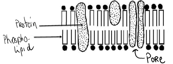 <p>• Composed of protein and phospholipids </p><p>• The selectively permeable gaps in the membrane of a cell or nucleus are called pores.</p>
