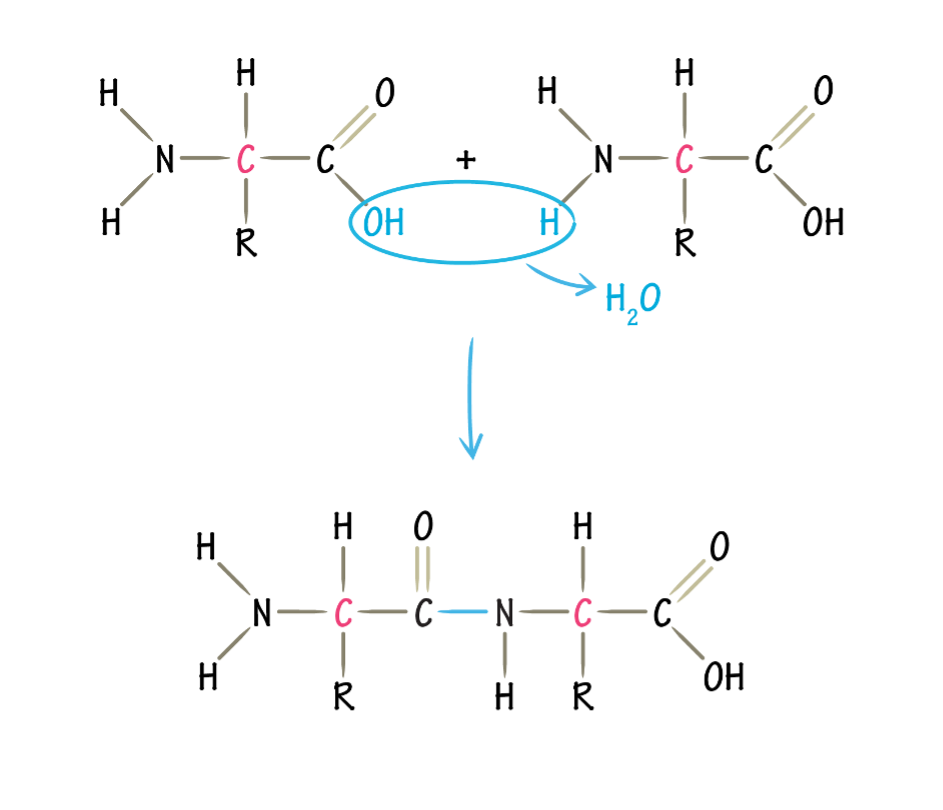 <p>what is the type of link in this polymer </p>