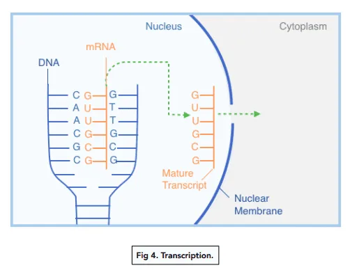 <ol><li><p>The polynucleotide strands of DNA separate when hydrogen bonds between bases are broken by enzyme helicase</p></li><li><p>Complementary mRNA nucleotides in the nucleus line up to the bases on the template strand </p></li><li><p>The enzyme RNA polymerase bind those nucleotides to make the mRNA strand </p></li><li><p>mRNA detaches &amp; leaves the nucleus</p></li><li><p>The DNA coils back up into a double helix</p></li></ol><p></p>
