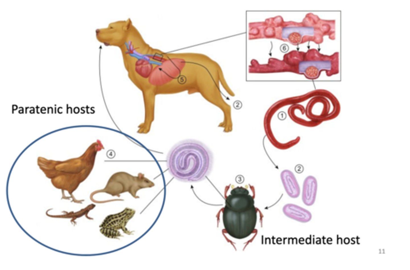 knowt flashcard image