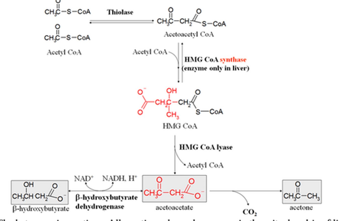 <p>When we are running out of glucose, large amount of ketone bodies will be produced, which then means large amount of _______ will be excreted in our breath giving it a fruity stench to it.</p>