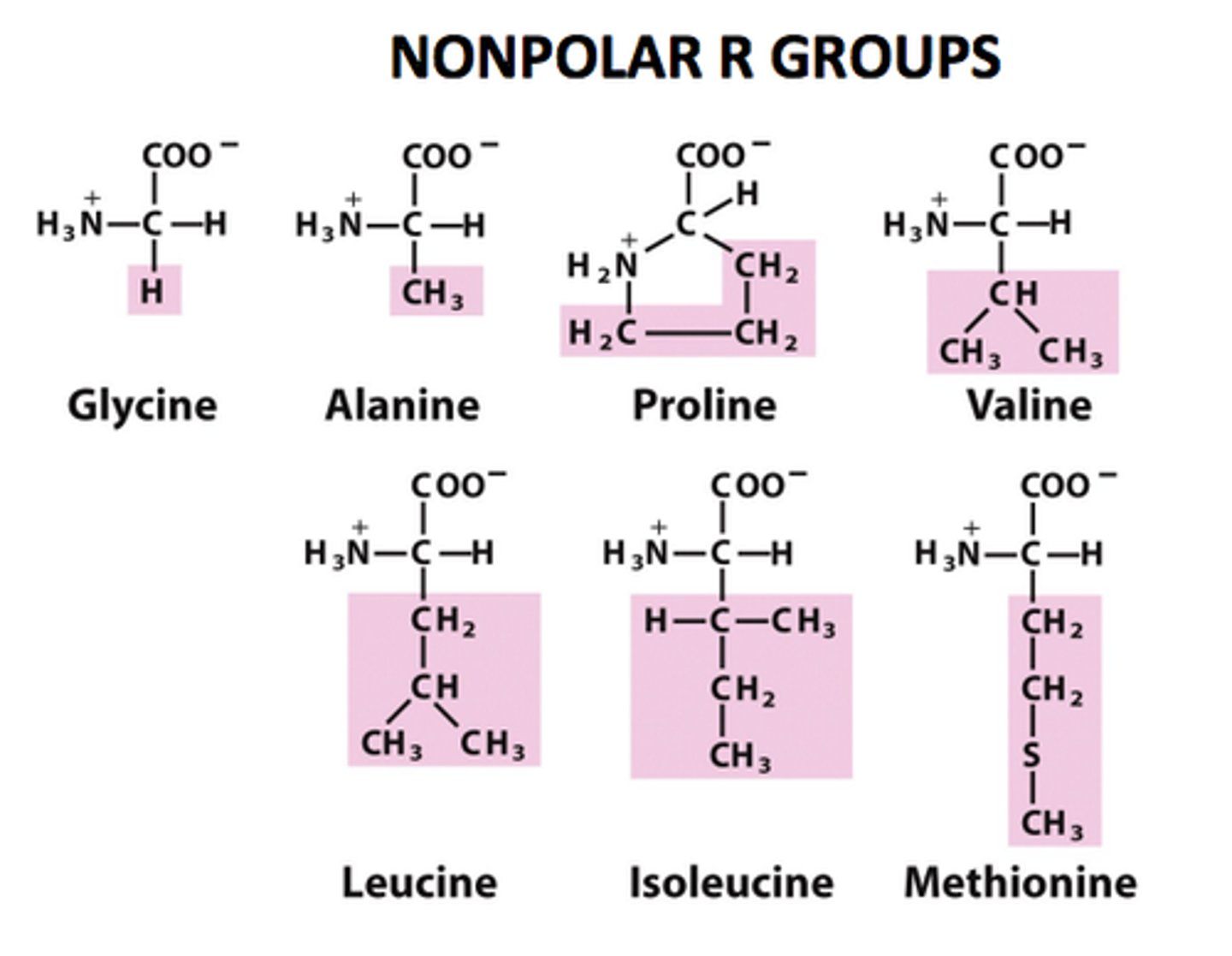 <p>Nonpolar Uncharged</p>