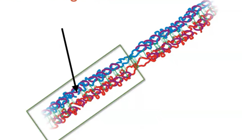 <p>how many strands of DNA are broken in this view of crossing over?</p>