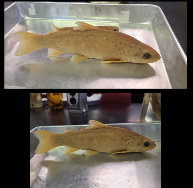 <p>What is the taxonomy, common name, and scientific name of this fish</p>