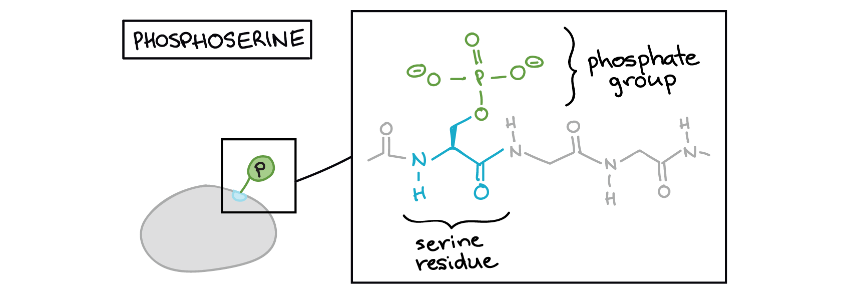 <p>Phosphorylation is a _____ for altering protein activity with the addition of a phosphate group to one or more protein sites.</p>