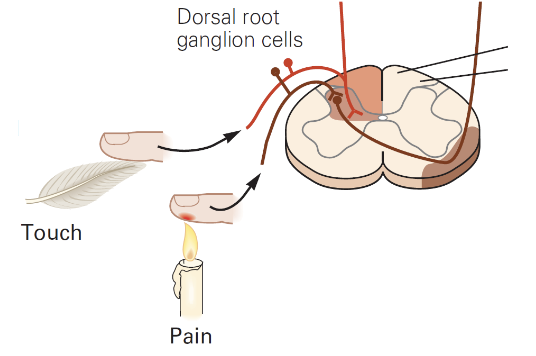 <p>not fully known - occurs in peripheral axon, channels are sensitive to mechanical force/temperature/chemicals released by injured tissue open and Na+/Ca+ enter</p><ul><li><p>neuron depolarizes (receptor potential) - action potential travels full length of axon to spinal cord if threshold is reached</p></li></ul><p></p>